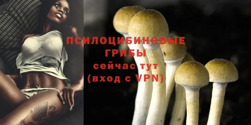 Галлюциногенные грибы Psilocybe  Татарск 